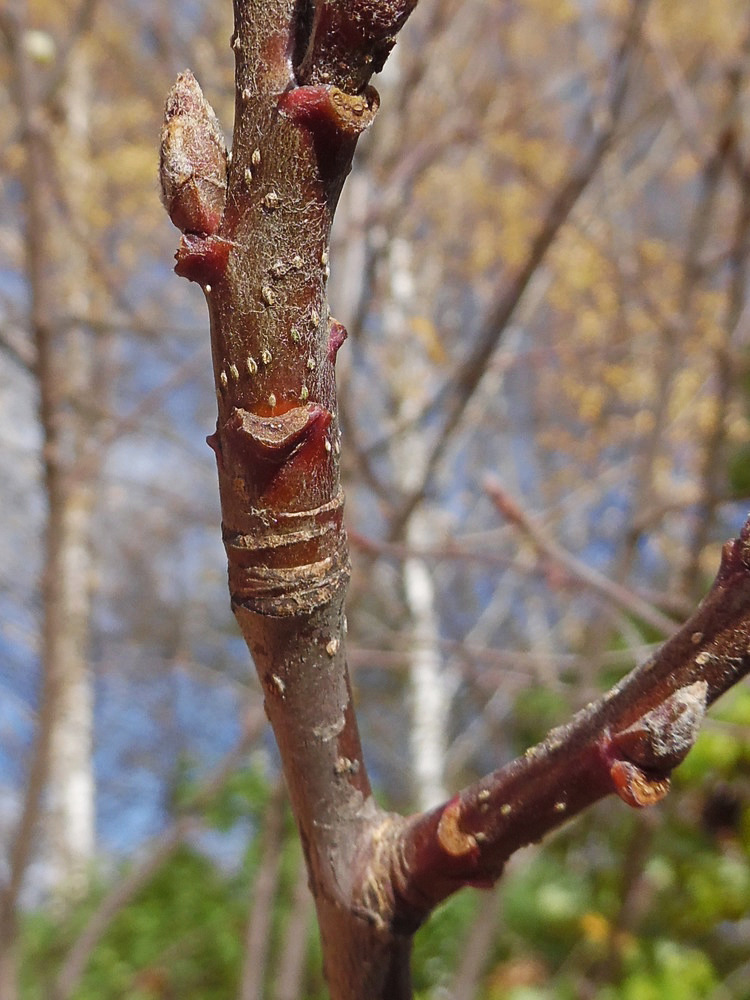 Изображение особи Sorbus intermedia.