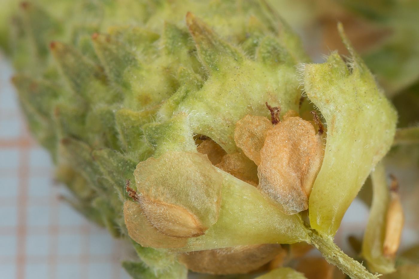 Image of Betula papyrifera specimen.