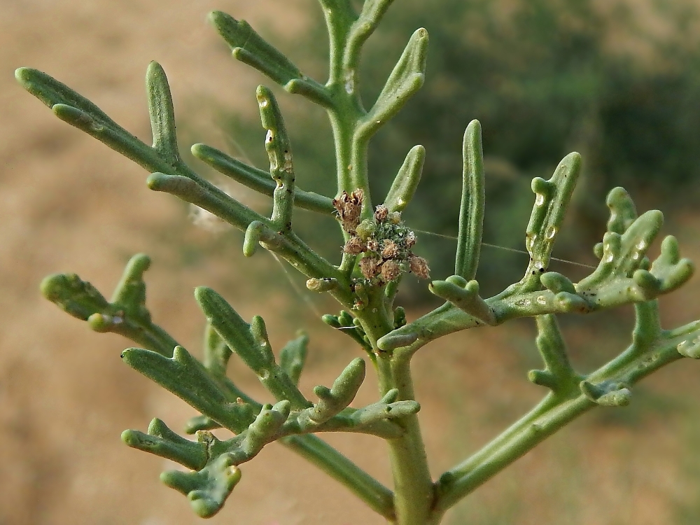 Image of Cakile euxina specimen.