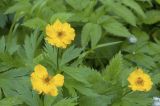 Trollius riederianus