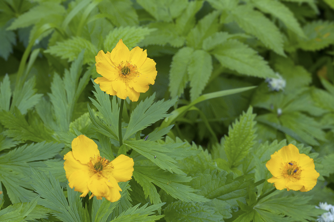 Image of Trollius riederianus specimen.