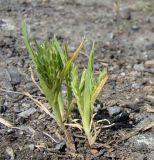 Sclerochloa dura