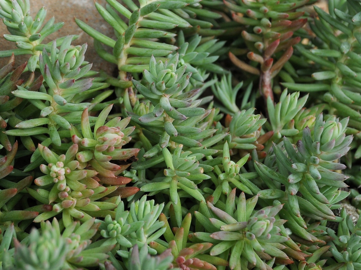 Изображение особи Sedum liebmannianum.