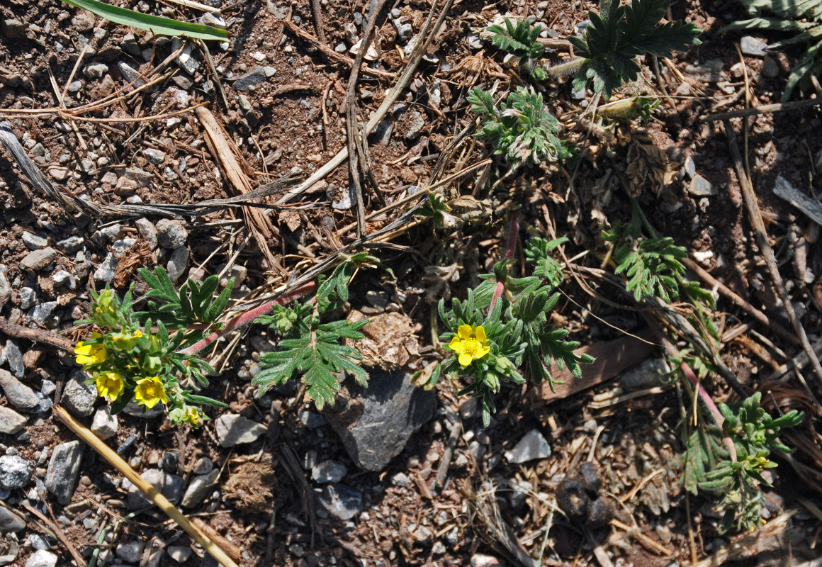 Изображение особи Potentilla longifolia.