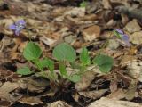 genus Viola. Цветущее растение. Горный Крым, западный склон Долгоруковской яйлы, буковый лес. 04.05.2017.