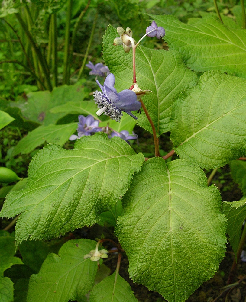 Изображение особи Hydrangea caerulea.