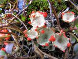 genus Cladonia. Подеции с апотециями среди мха и камней. Коми, Интинский р-н, Приполярный Урал, хр. Малдынырд, левый борт долины р. Балбанъю, склон г. Балбанты ближе к вершине, гольцовая зона. 05.07.2010.