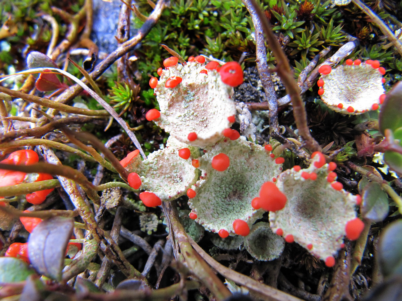 Изображение особи род Cladonia.