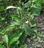 Centaurea phrygia. Нижняя часть цветущего и молодое вегетирующее (справа) растения. Некоторые листья поражены мучнисторосяным и другим грибом. Архангельская обл., Вельский р-н, окр. пос. Усть-Шоноша, ж.-д. насыпь. 10.08.2013.