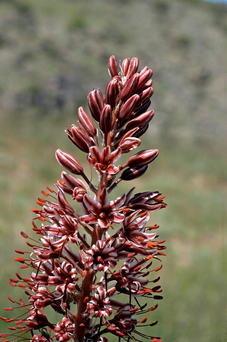 Image of Eremurus cristatus specimen.