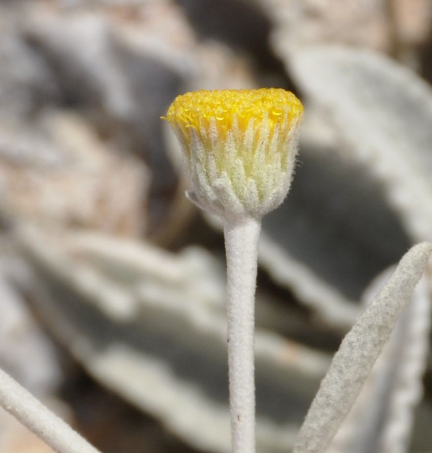 Изображение особи Inula methanaea.
