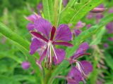 Chamaenerion angustifolium. Цветок. Беларусь, Гродненская обл., Новогрудский р-н, дачи НЗГА, обочина грунтовой дороги. 26.06.2014.