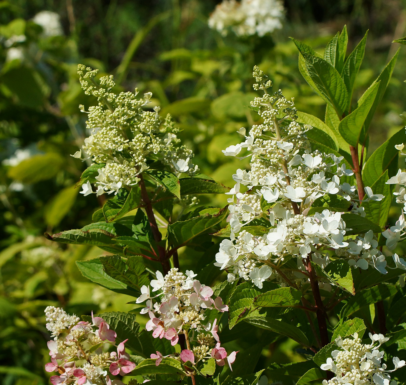 Изображение особи Hydrangea paniculata.