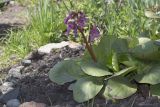 Bergenia crassifolia