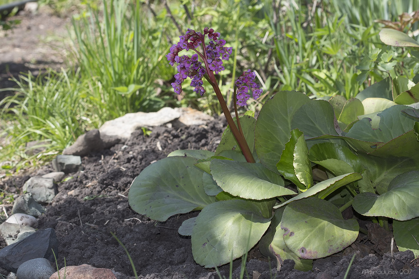 Image of Bergenia crassifolia specimen.