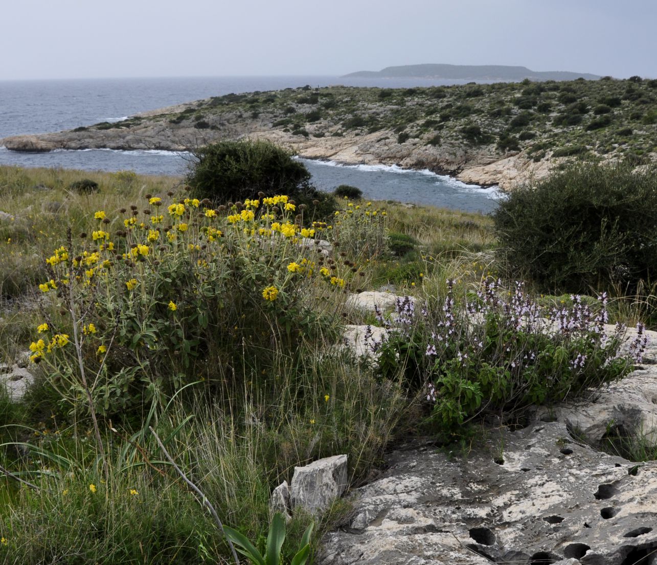 Image of Phlomis fruticosa specimen.