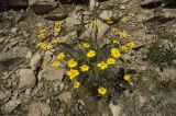 Anthemis marschalliana ssp. pectinata