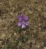 genus Malva. Верхушка цветущего растения. Крым, Бахчисарайский р-н, окр. пещерного г. Чуфут-Кале. 23.06.2009.