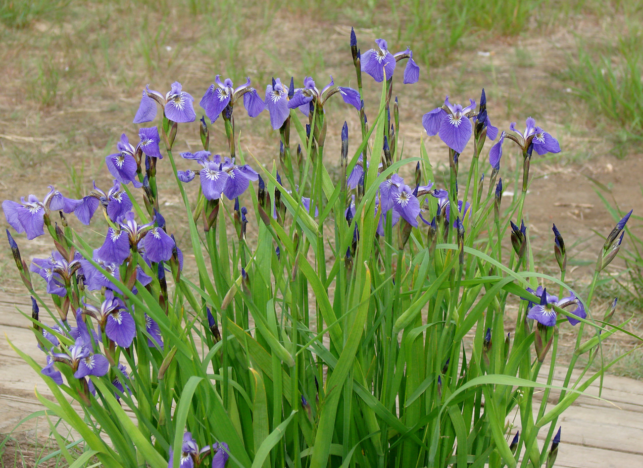 Image of Iris setosa specimen.