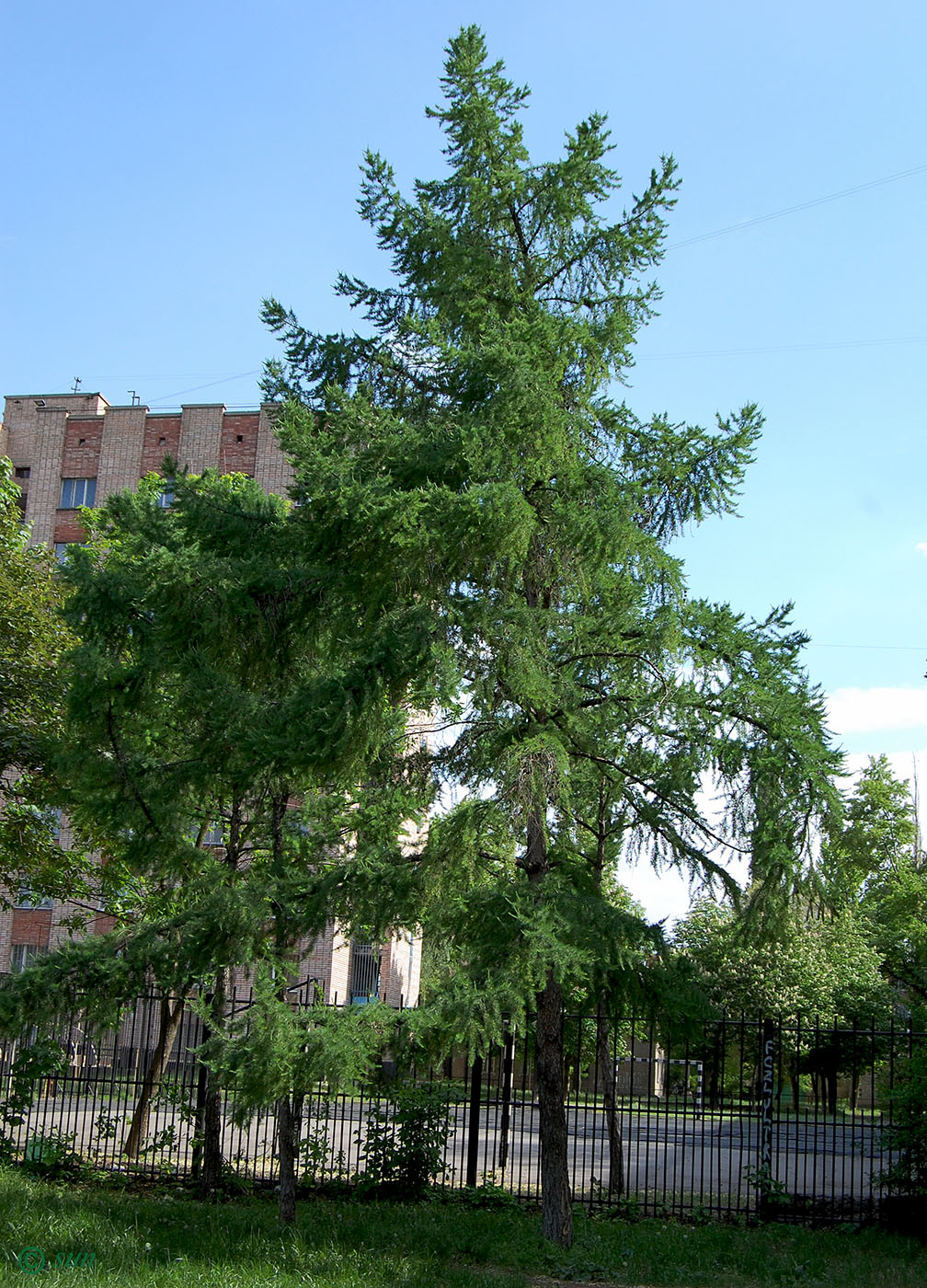 Image of Larix gmelinii specimen.