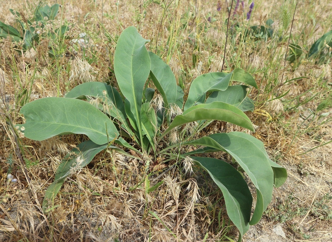 Image of Limonium coriarium specimen.