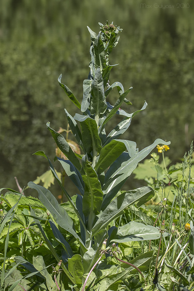 Изображение особи Isatis campestris.