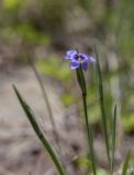 Sisyrinchium montanum