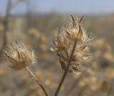 Malva setigera. Верхушка засыхающей веточки с плодами. Крым, Керченский п-ов, Приазовье, окр. солёного озера Чокрак, петрофитная степь. 10.06.2018.