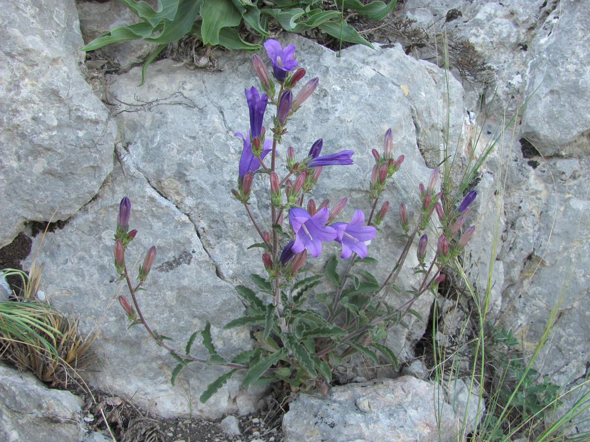 Image of Campanula talievii specimen.