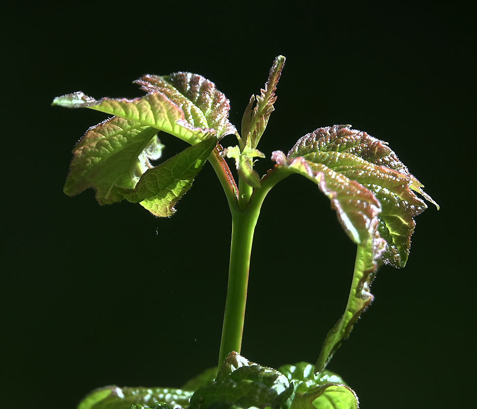 Image of Viburnum opulus specimen.