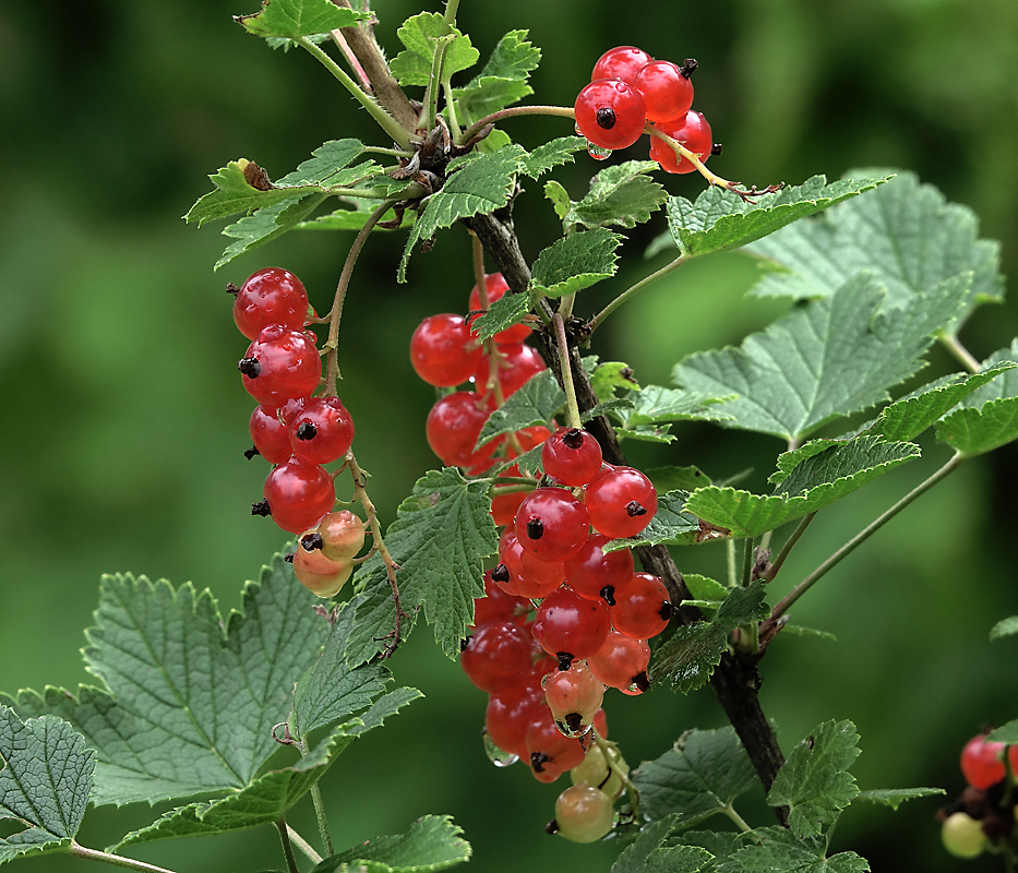 Image of Ribes rubrum specimen.