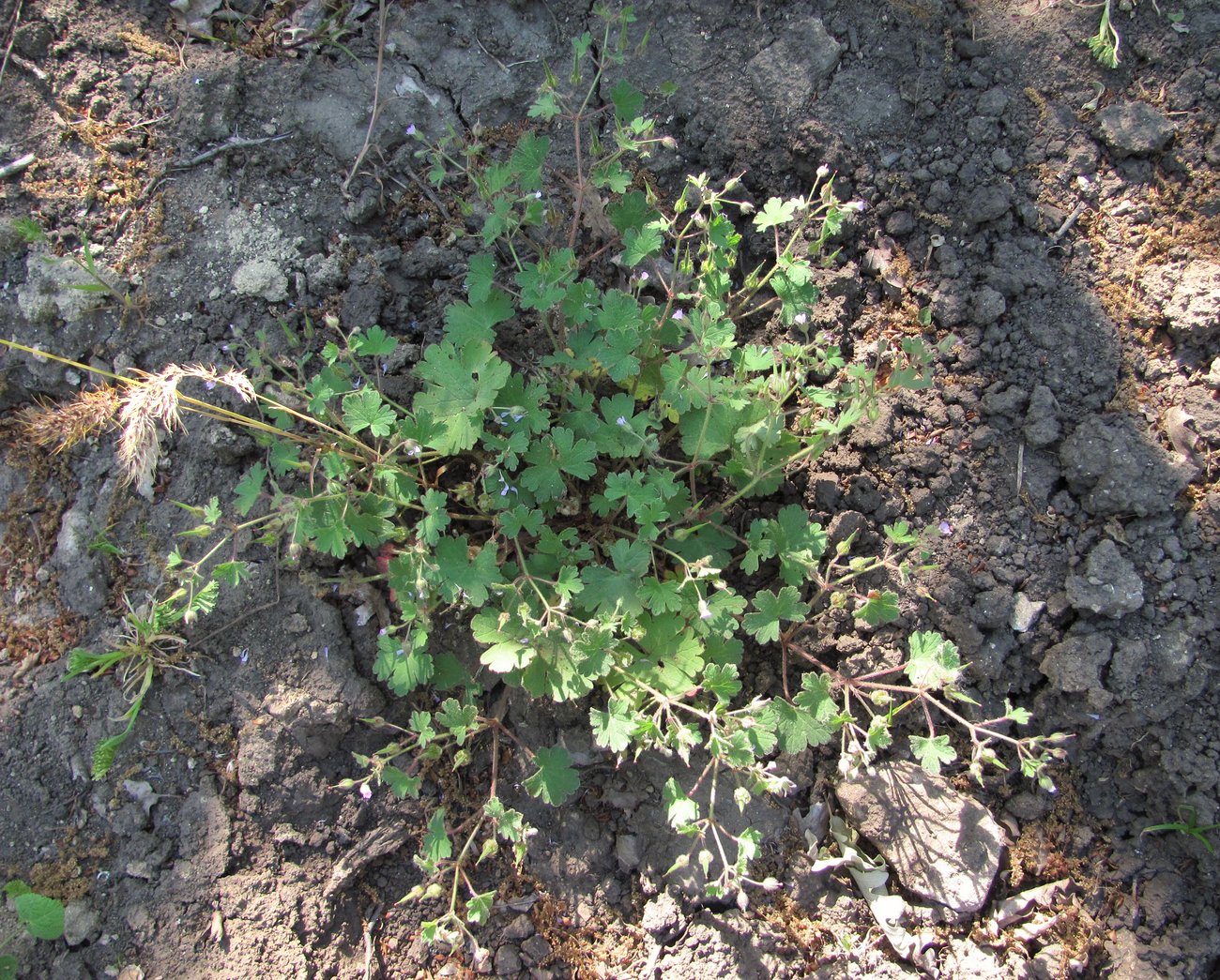 Изображение особи Geranium rotundifolium.