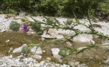 Cirsium vulgare. Верхушка расцветающего растения. Краснодарский край, Туапсинский р-н, окр. хут. Полковничий, щель Полковничья, среди камней. 16.07.2018.