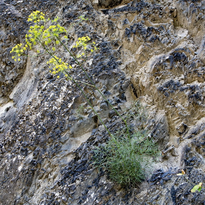 Image of Peucedanum ruthenicum specimen.