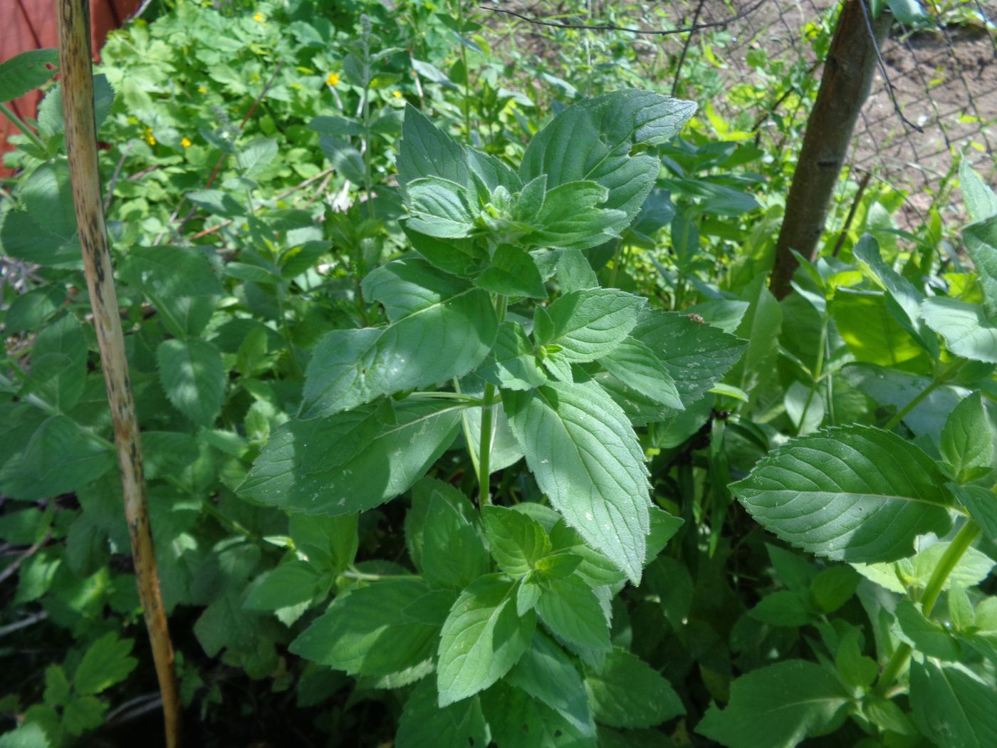 Image of Mentha × verticillata specimen.