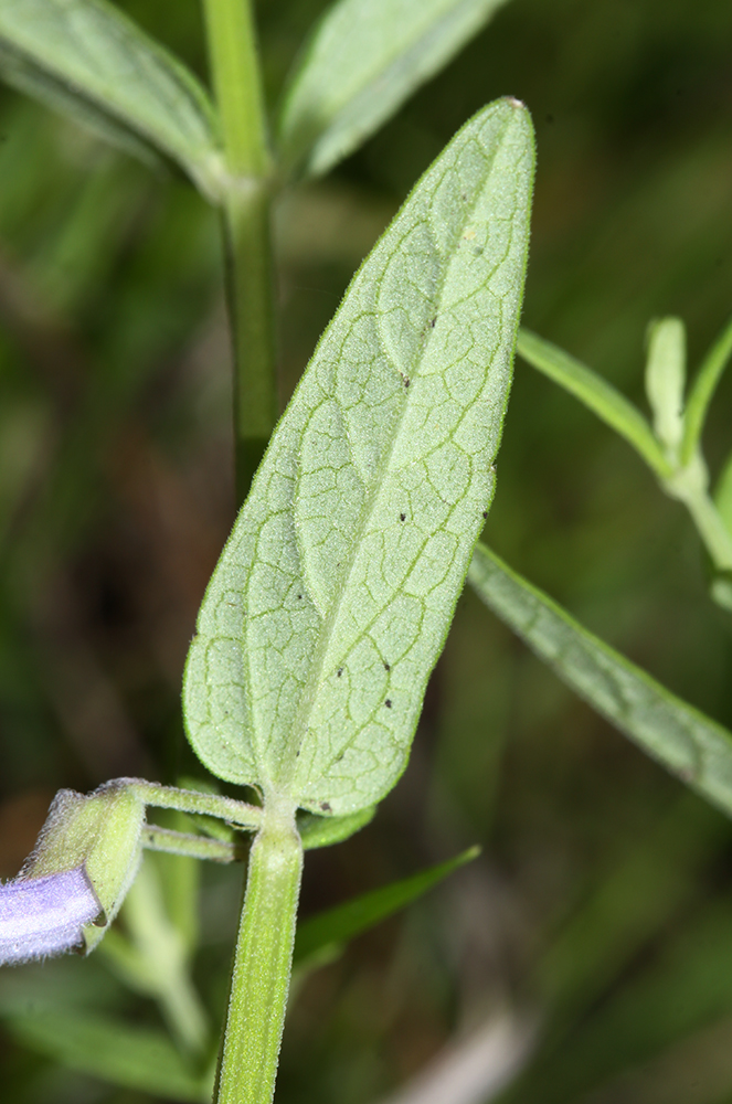 Изображение особи Scutellaria regeliana.