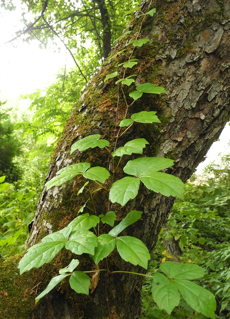 Изображение особи Parthenocissus tricuspidata.