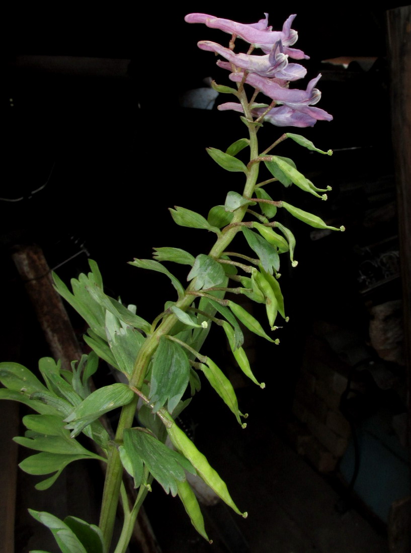 Изображение особи Corydalis begljanovae.