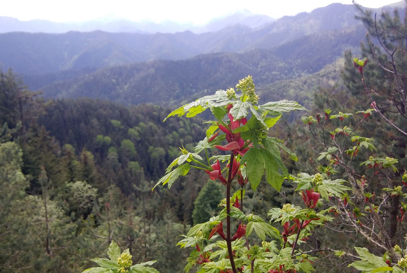 Image of Acer trautvetteri specimen.