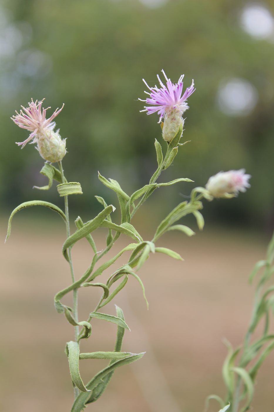 Image of Acroptilon repens specimen.