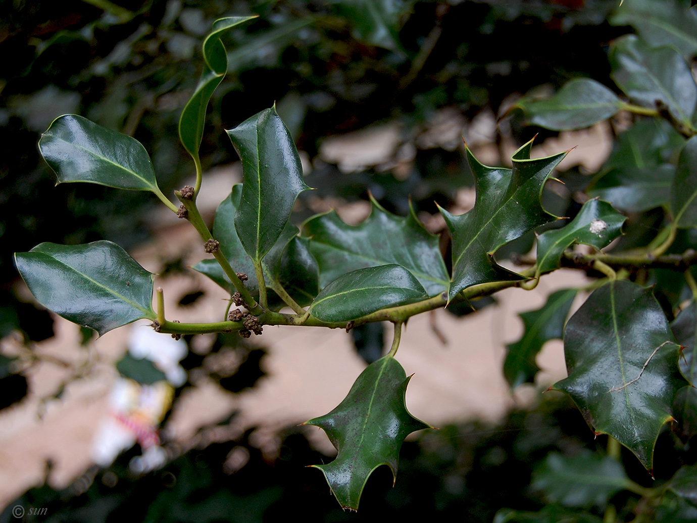 Изображение особи Ilex aquifolium.