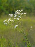 Erigeron annuus