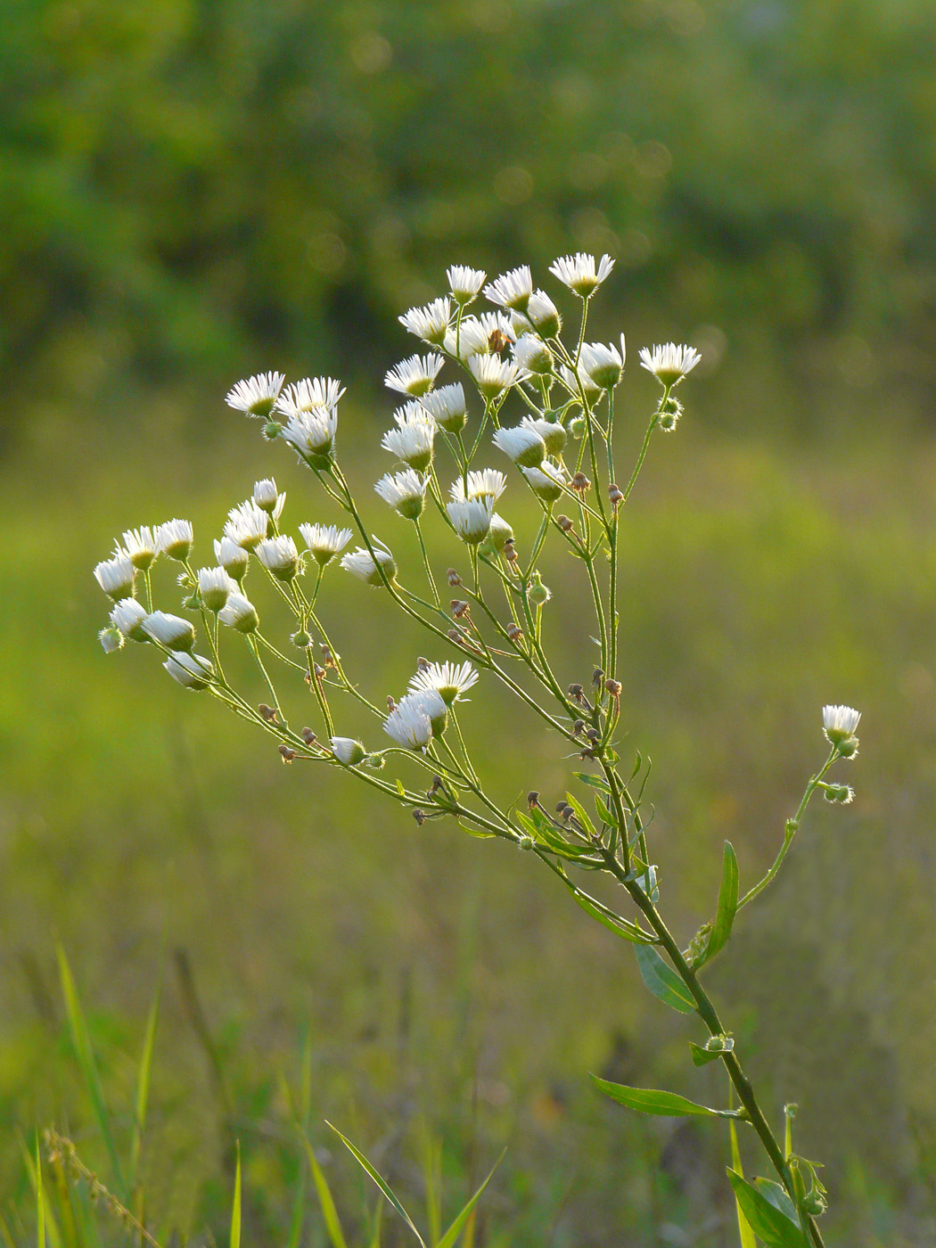 Image of Erigeron annuus specimen.