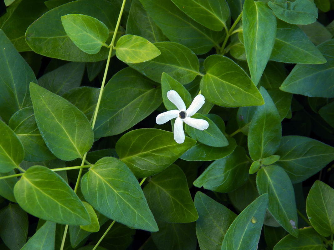 Image of Vinca major specimen.