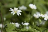 Stellaria holostea. Цветок и бутоны. Костромская обл., Судиславский р-н, окр. дер. Антипино, пойма р. Кохталка. 25.05.2018.