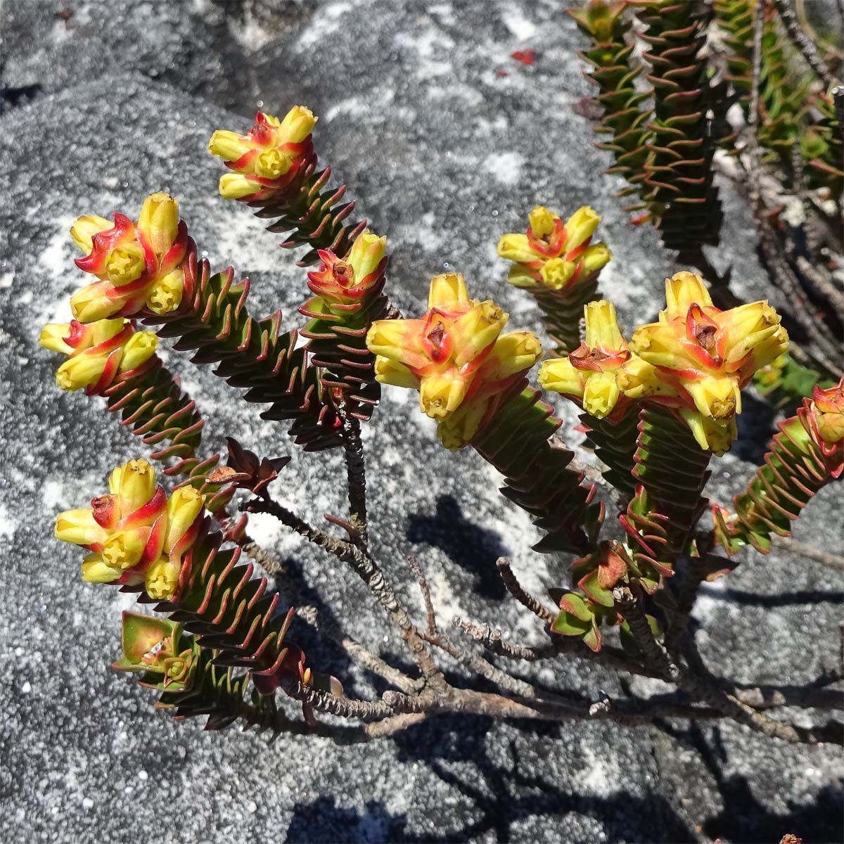 Изображение особи Penaea mucronata.