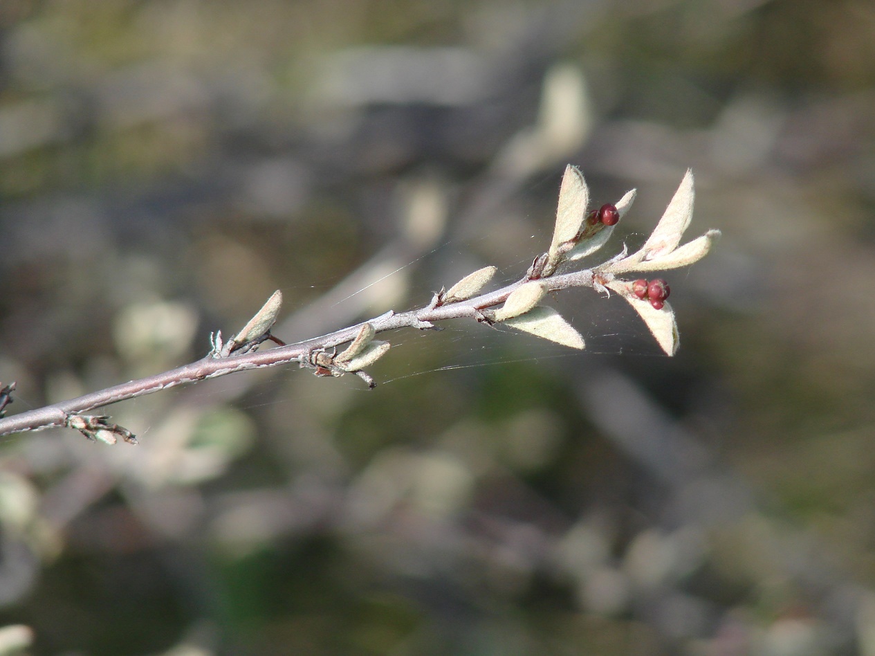 Image of Cotoneaster melanocarpus specimen.