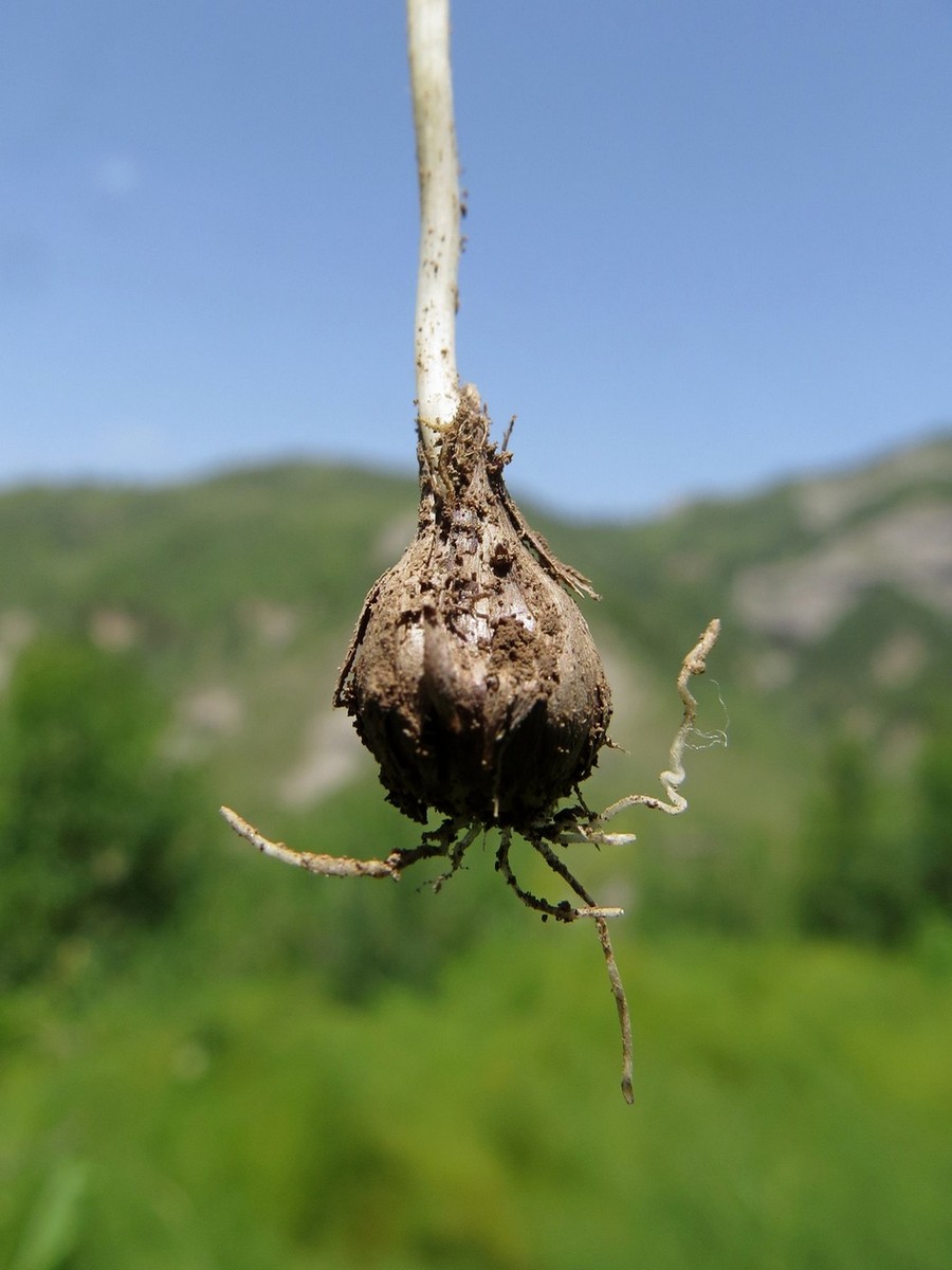 Image of Allium griffithianum specimen.