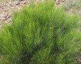 Ephedra procera