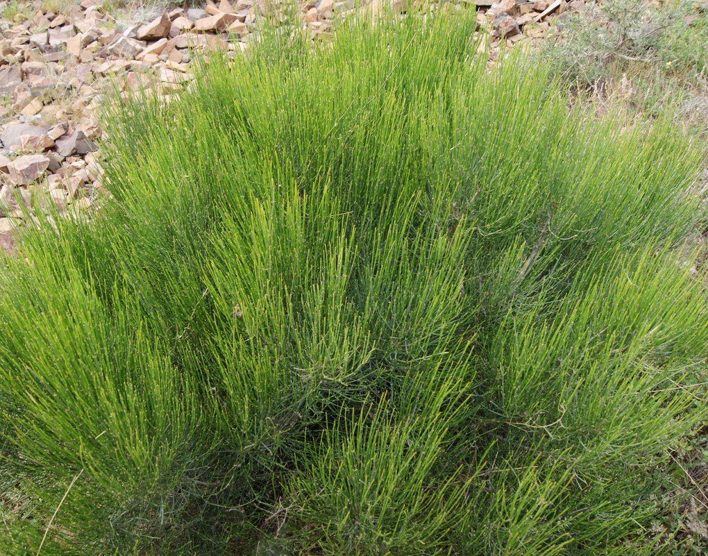 Image of Ephedra procera specimen.